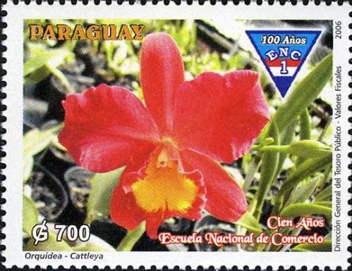 Cattleya orchid