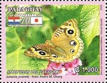 West Indian Buckeye (Junonia evarete)
