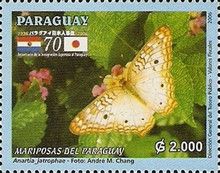 White Peacock (Anartia jatrophae)