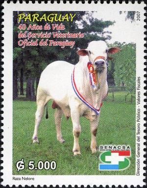 Cattle (Bos primigenius taurus)