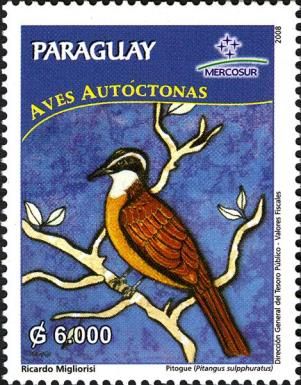 Great Kiskadee (Pitangus sulphuratus)