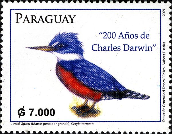Ringed Kingfisher (Ceryle torquata)
