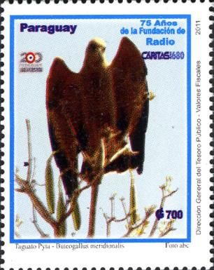 Savanna Hawk (Buteogallus meridionalis)