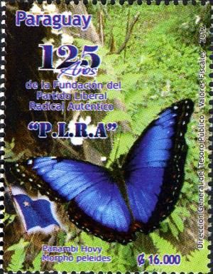 Common Morpho (Morpho peleides)