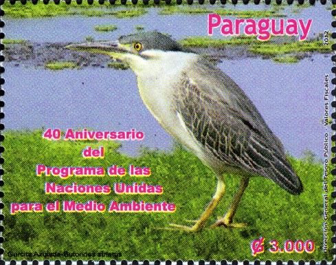 Striated Heron (Butorides striatus)