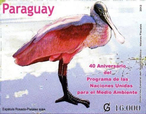 Roseate Spoonbill (Platalea ajaja)