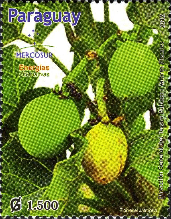 Mercosur 2013 Biodiesel from Jatropha curcas