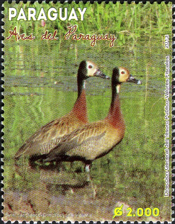 White-faced Whistling-Duck (Dendrocygna viduata)
