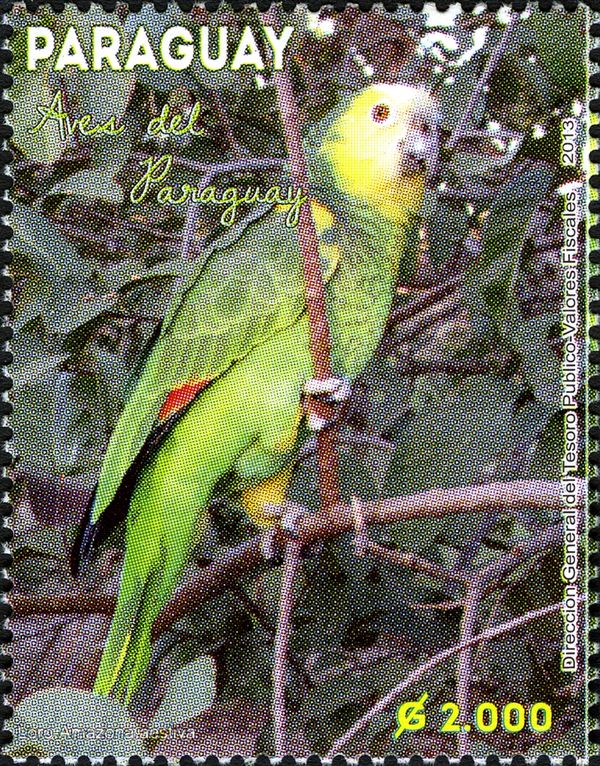 Turquoise-fronted Parrot (Amazona aestiva)