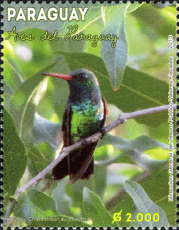 Glittering-bellied Emerald (Chlorostilbon aureoventris)
