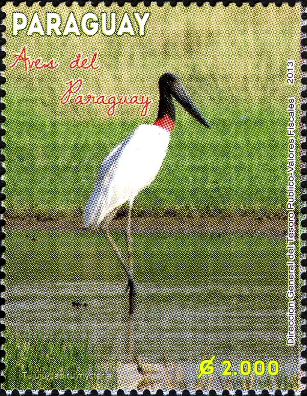 Jabiru (Jabiru mycteria)