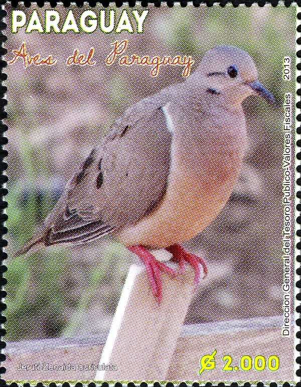 Eared Dove (Zenaida auriculata)