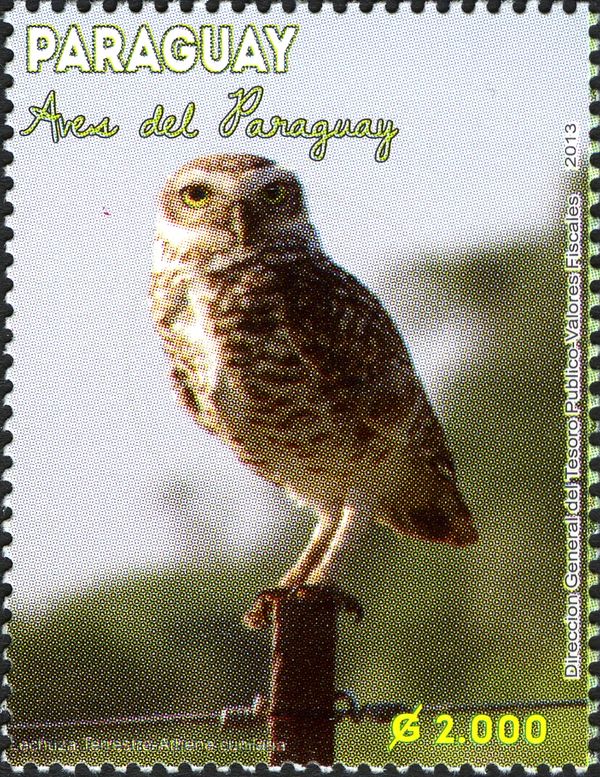 Burrowing Owl (Athene cunilaria) (see Description)