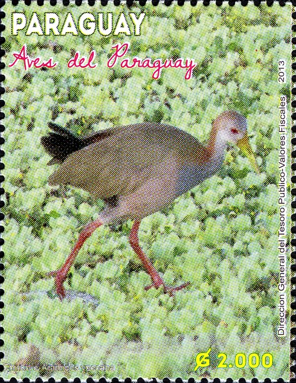 Giant Wood Rail (Aramides ypecaha)
