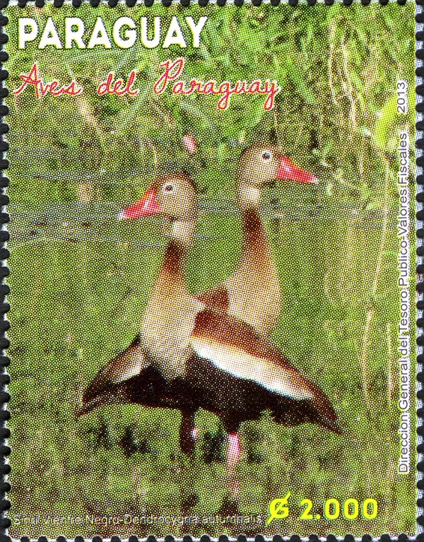 Black-bellied Whistling Duck (Dendrocygna autumnalis)