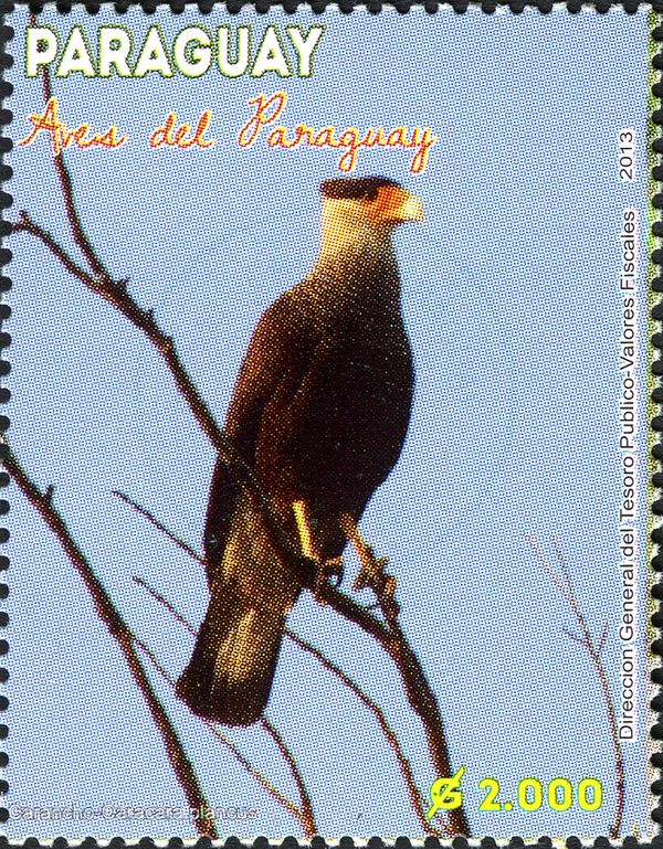 Crested Caracara (Caracara plancus)