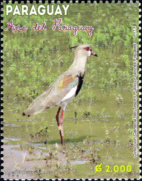 Southern Lapwing (Vanellus chilensis)