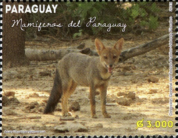 Pampas Fox (Lycalopex gymnocercus)