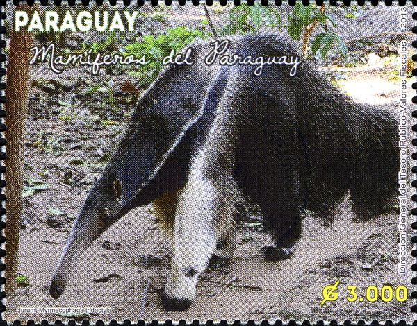 Giant Anteater (Myrmecophaga tridactyla)