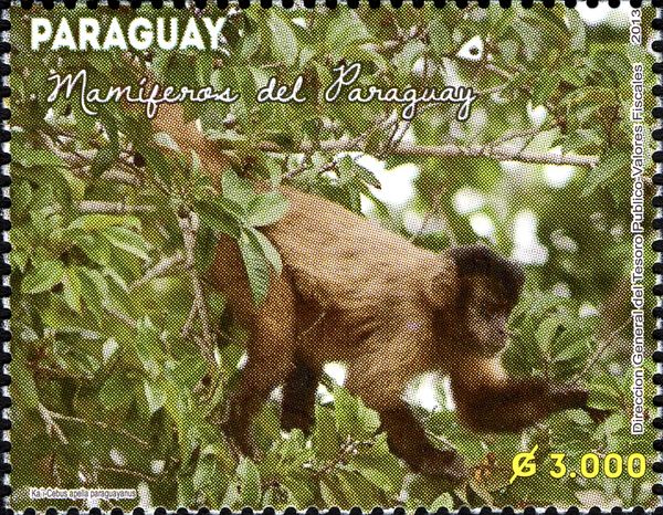 Hooded Capuchin (Cebus apella paraguayanus)