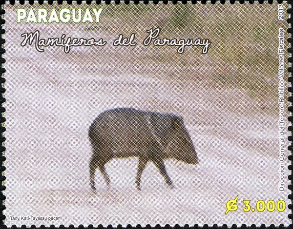 White-lipped Peccary (Tayassu pecari)