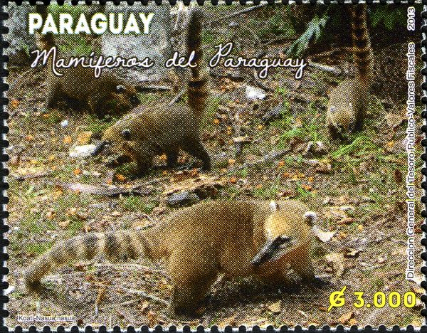 South American Coati (Nasua nasua)