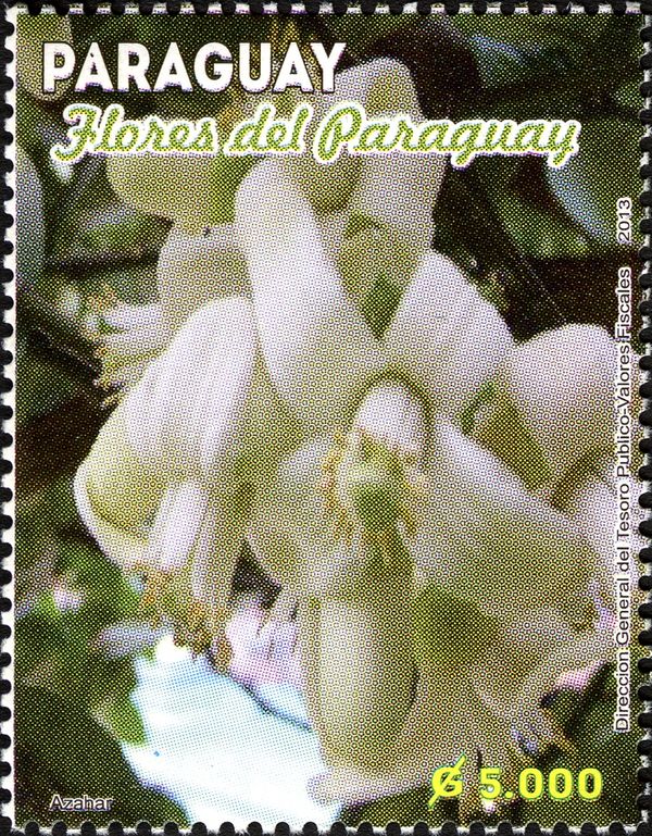 Flowers from Paraguay