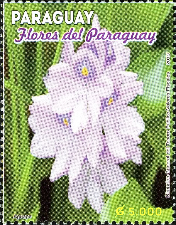 Flowers from Paraguay
