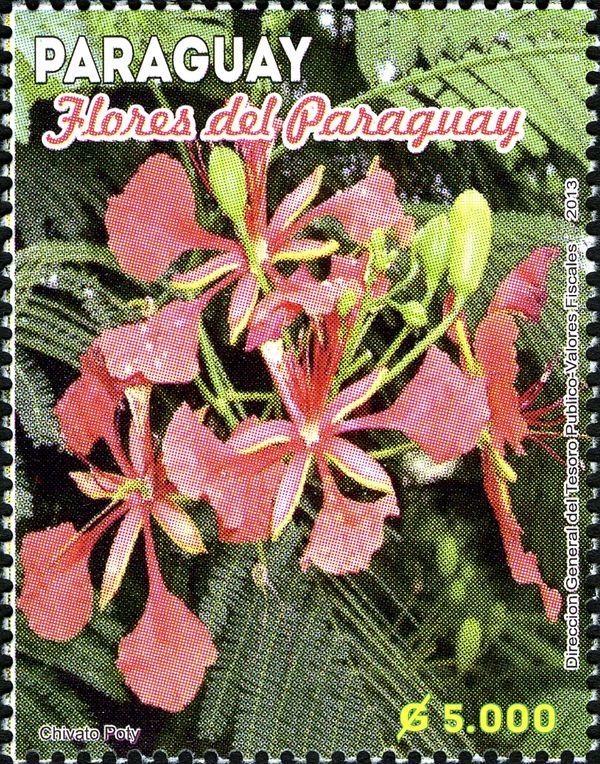 Flowers from Paraguay