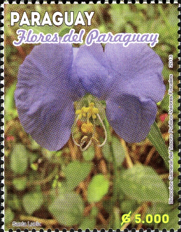Flowers from Paraguay