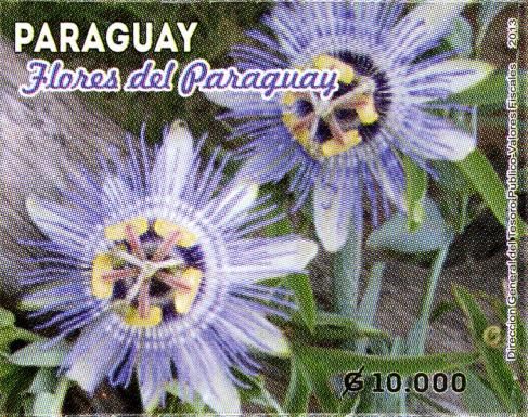 Flowers from Paraguay