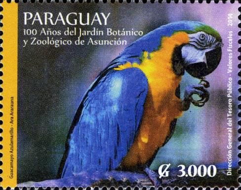Blue-and-yellow Macaw (Ara ararauna)