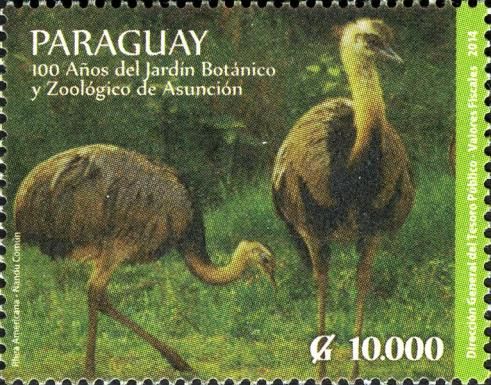 Greater Rhea (Rhea americana)