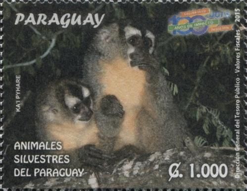 Azara's night monkey (Aotus azarae)
