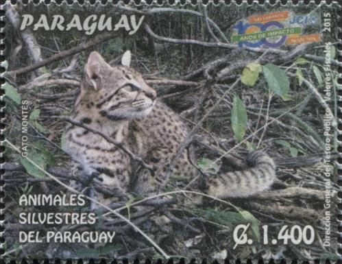 Geoffroy's cat (Leopardus geoffroyi)