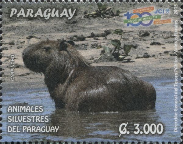 Greater Capybara (Hydrochoerus hydrochaeris)