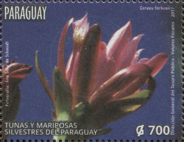 Cereus forbesii