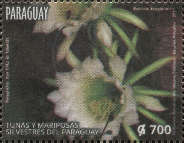 Harrisia bonplandii