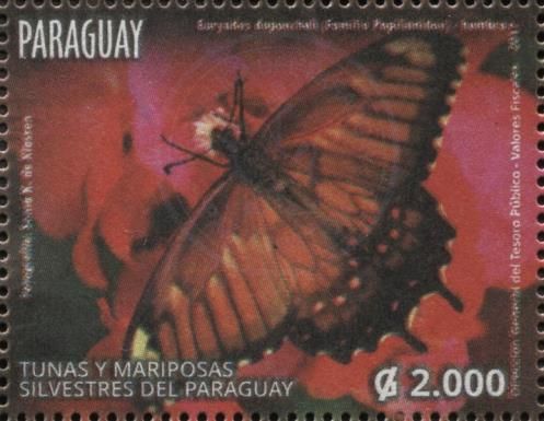 Euryades duponchelii