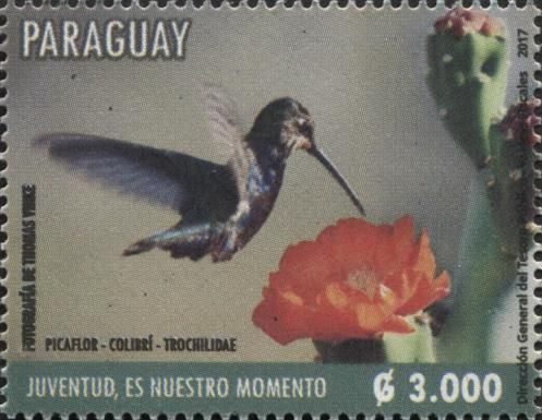 Black Jacobin (Florisuga fusca)