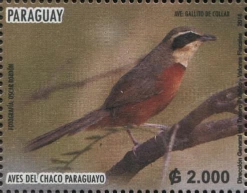 Olive-crowned Crescentchest (Melanopareia maximiliani)