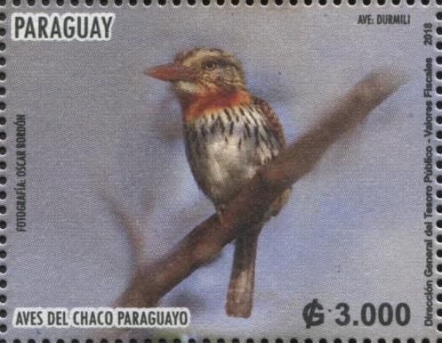 Spot-bellied Puffbird (Nystalus maculatus)