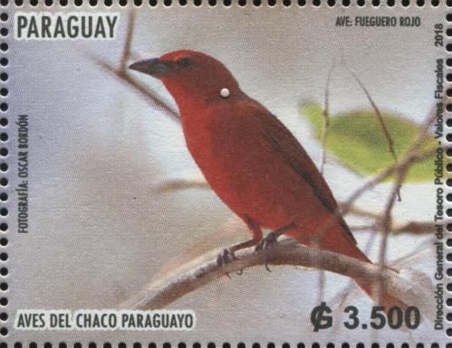 Hepatic Tanager (Piranga flava)