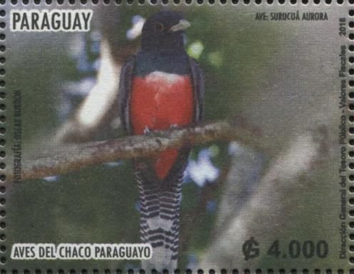 Blue-crowned Trogon (Trogon curucui)