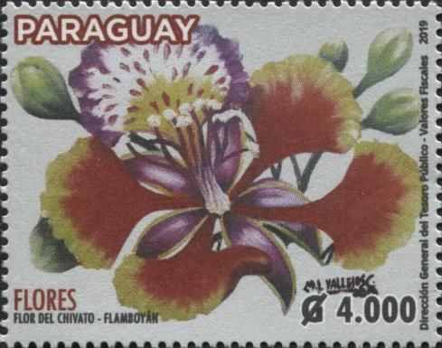 Flamboyant (Delonix regia)