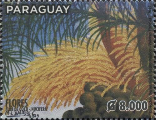 Coconut tree (Cocos nucifera)