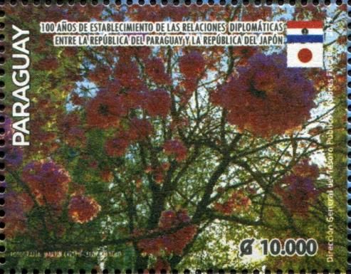 Cherry Blossoms
