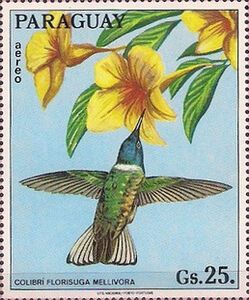 White-necked Jacobin (Florisuga mellivora)