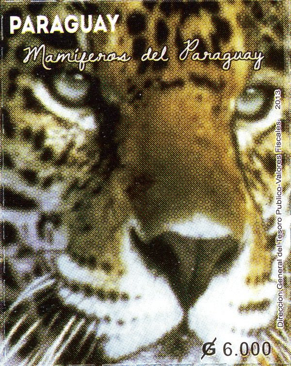 Jaguar (Panthera onca)