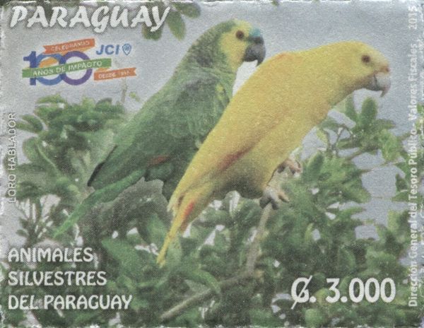 Turquoise-fronted Parrot (Amazona aestiva), Yellow = ??